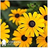 Caribou Seed Company | Perennial | RUDBECKIA/GLORIOSA DAISY | Solid Colors & Bicolors | 60-70 Seeds | Rudbeckia hirta | Fresh