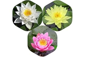 Planterest - Water Lily Tuber 3 Pre-Grown Hardy Lily Rhizome Live Aquarium Plant