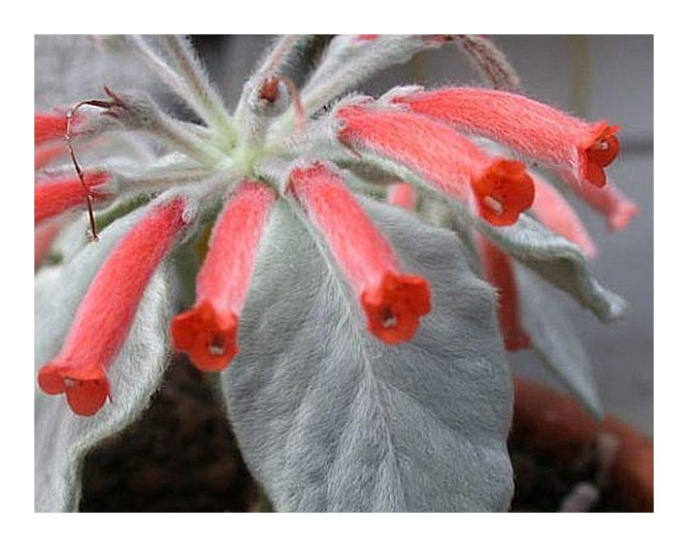 Sinningia leucotricha Brazilian Edelweiss 15 seeds Amazon.co.uk