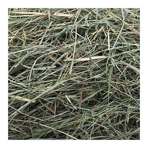 Small Pet Select Orchard Grass Hay Pet Food, 10 lb.