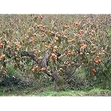 5 JAPANESE KAKI PERSIMMON SEEDS