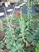 Lettuce, Wild, Wild Lettuce, Lactuca Virosa, Organic, 50 seeds per pack