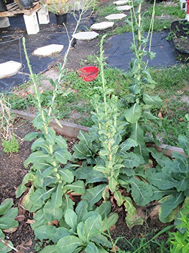 Lettuce, Wild, Wild Lettuce, Lactuca Virosa, Organic, 50 seeds per pack Lettuce, Wild, Wild Lettuce, Lactuca Virosa, Organic, 50 seeds per pack