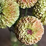 David's Garden Seeds Flower Zinnia Queeny Lime with