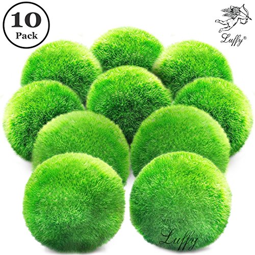 Luffy 10 Marimo Moss Balls - Jumbo Pack of Aesthetically Beautiful Plants - Create Healthy Environment for Aquatic Pets - Low Maintenance Live Plant - Shrimps & Snails Love Them