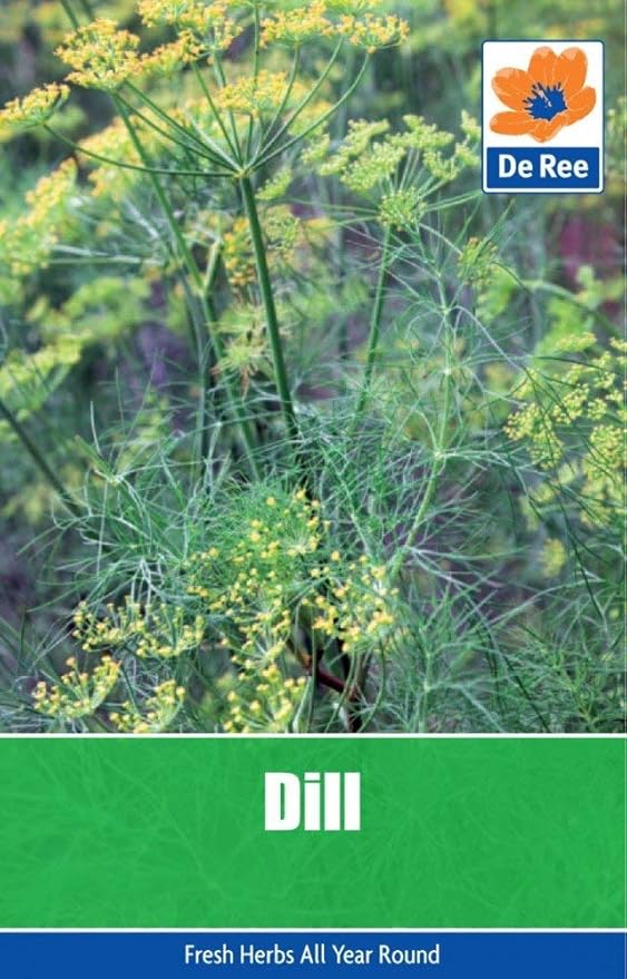 2 Packs of Dill Seeds, Approximately 115 seeds per pack, 230 in total