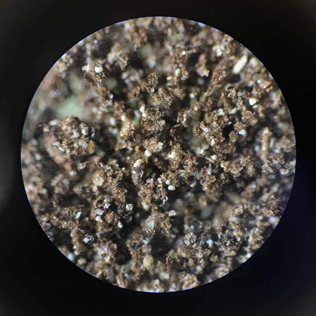 GreenWaterFarm Rotifers Brachionus calyciflorus Pallas Eggs Live Fish Food for Hatching and Culture Suitable for Feed Betta Fish
