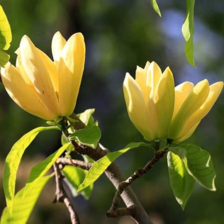 Amazon Com Butterfly Magnolia Magnolia Denudata Tree Seeds 5 Showy Fragrant Flowers For Outdoor Garden Decor Planting Yellow Garden Outdoor