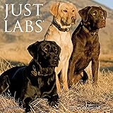 Just Labs 2020 Mini Wall Calendar (Dog Breed Calendar) by 