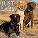 Just Labs 2020 Mini Wall Calendar (Dog Breed Calendar) by 
