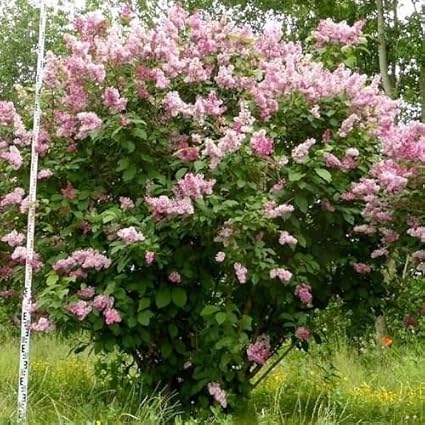 Download Amazon Com Hungarian Lilac Bush Seeds Syringa Josikaea 20 HD Wallpaper Amazon Com Hungarian Lilac Bush Seeds Syringa Josikaea 20 HD