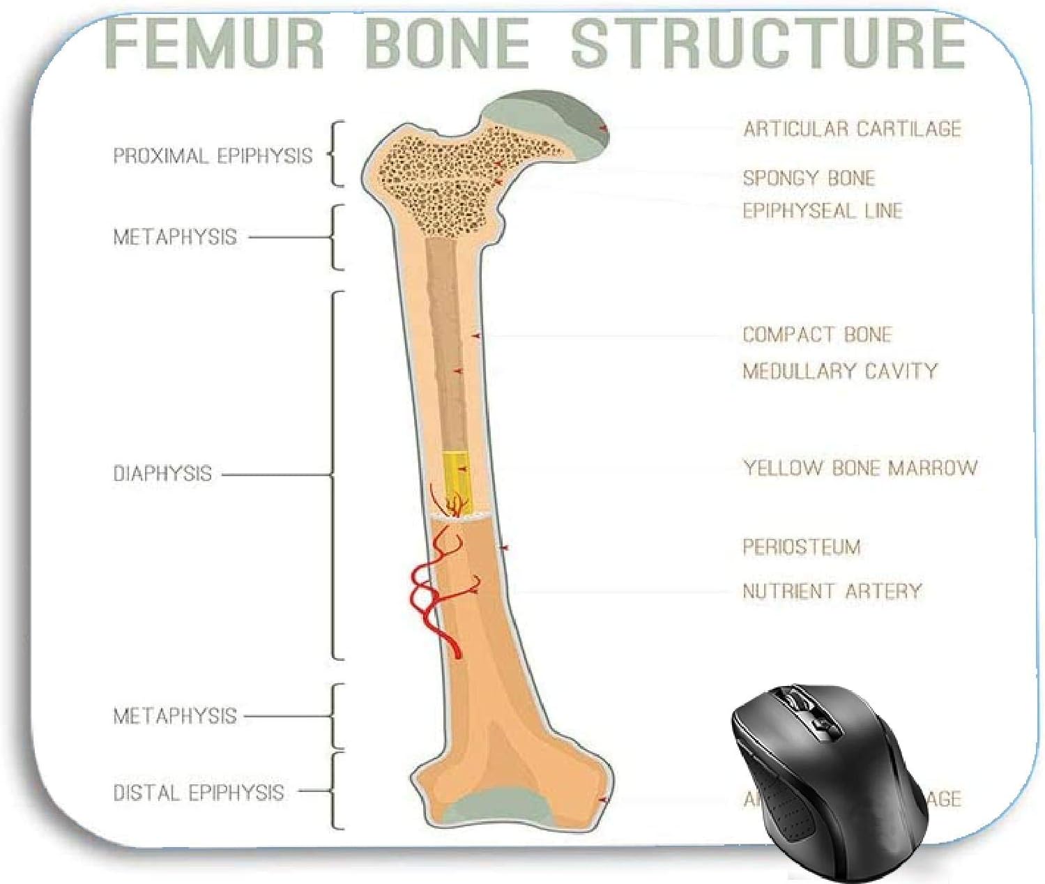Amazon Com Wdmei Bone Mouse Pad Human Femur Bone Structure Medical Anatomy Biology Education Gaming Mouse Pad Rubber Mousepad For Computer Desk Laptop Office Products Amazon Com Wdmei Bone Mouse Pad Human Femur Bone Structure Medical Anatomy Biology Education Gaming Mouse Pad Rubber Mousepad For Computer Desk Laptop Office Products
