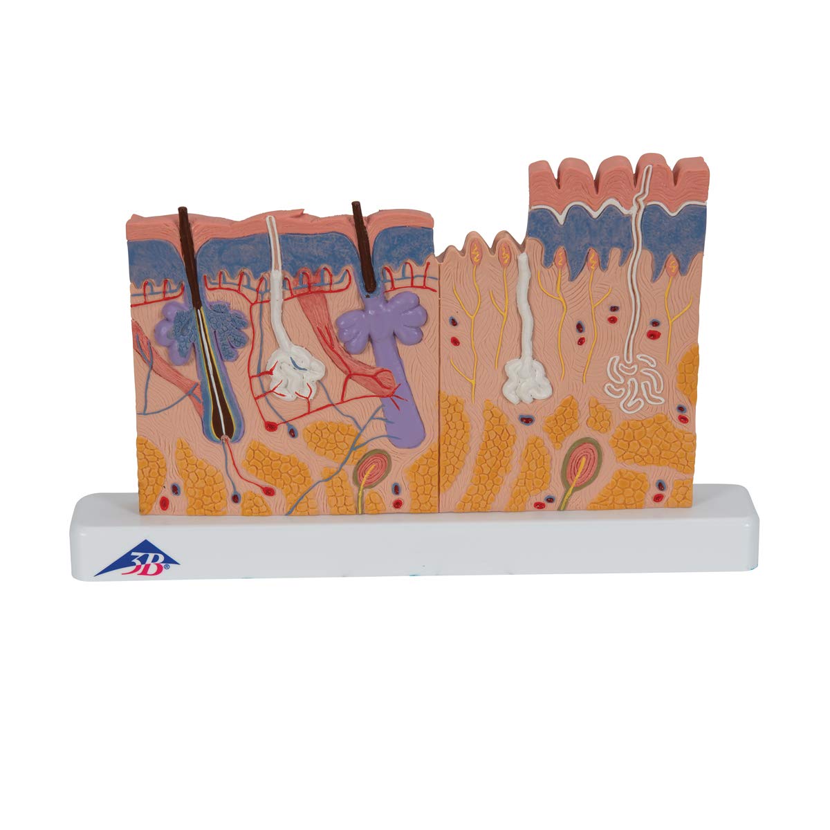 3B Scientific Skin Section 40 Times Full Size + free Anatomy App - 3B Smart Anatomy