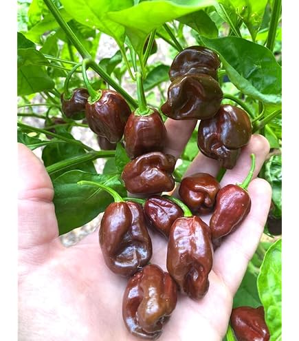 Amazon.com : Chocolate Habanero Chili Plant Three (3) Live Plants Each 75  Days Old Not in Pots - Super Hot Pepper for Planting in Your Organic Garden  : Patio, Lawn & Garden