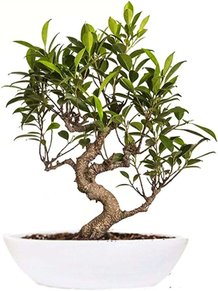 The Bonsai Plants Bonsai Plant S Shape Ficus Tree 5 Year Old With Beautiful Pot