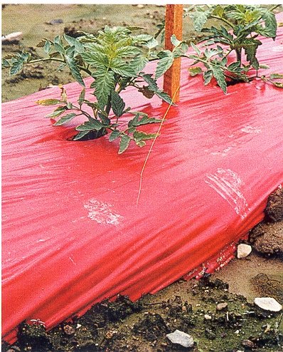 Red Mulch - Garden - Plastic Film - 4ft. X 100ft. 1.0 Mil Embossed By Grower's Solution