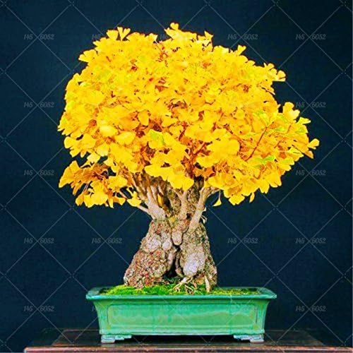 Otoño las hojas amarillas 5 pcs semillas de Ginkgo gingko biloba ...