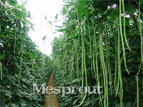 Semillas chinas frijol Vigna unguiculata largo 20PCS, de larga ...