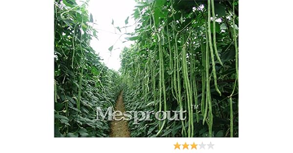 Semillas chinas frijol Vigna unguiculata largo 20PCS, de larga ...