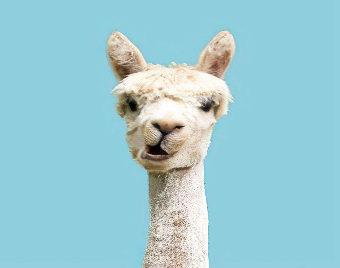Amazon.com: Aluffay Cute Llama Diamond Painting Kits, White Funny