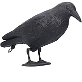 CYTGOUPER Black Crow Decoy for Hunting & Bird Control- Realistic Indoor/Outdoor Crow Decor with Stand, Lifelike Fake Crow Decoration for Halloween, Plastic Crow Figurine Garden Decor (1Pcs)