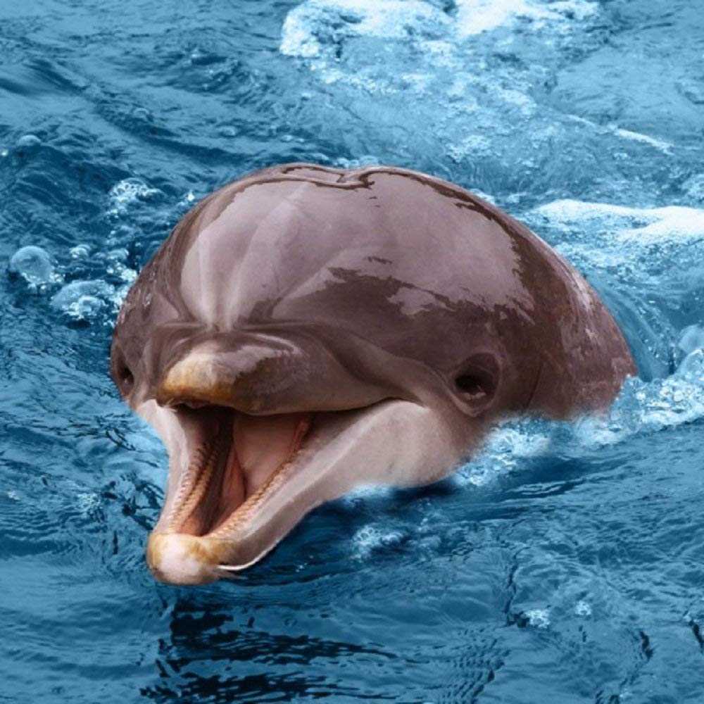 Bottlenosed Dolphin Greeting Card with SOUND. Animal noise plays when you open this card. Blank on the inside making it perfect for many occasions and a unique gift idea.