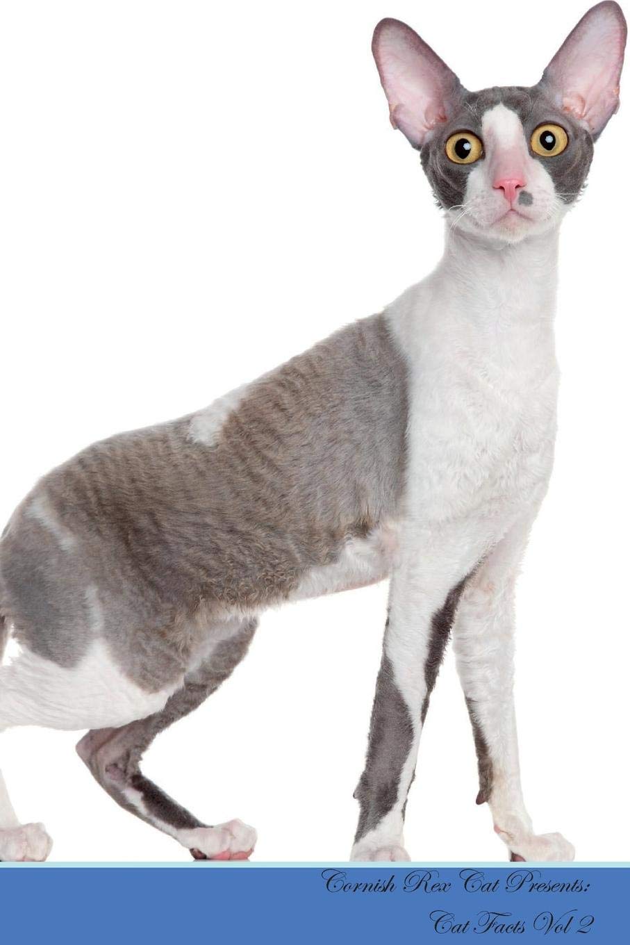 cornish rex