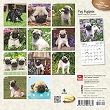 Image de Pug Puppies 2016 Mini 7x7 (Multilingual Edition)