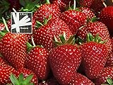 Organic Sparkle Strawberry 300 Seeds Upc 646263362518 + 1 Free Plant Marker