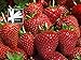 Organic Sparkle Strawberry 300 Seeds Upc 646263362518 + 1 Free Plant Marker