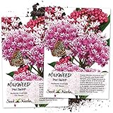 Seed Needs, Pink Swamp Milkweed (Asclepias incarnata) Twin Pack of 100 Seeds Each Untreated