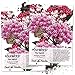 Seed Needs, Pink Swamp Milkweed (Asclepias incarnata) Twin Pack of 100 Seeds Each Untreated primary