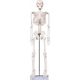 breesky Scientifc Human Skeleton Model for Anatomy, 33.4’’ Skeleton Model with Metal Stand, Removable Arms&Legs for Student to Study Human Skeleton Anatomy System, Halloween Decor, Manual Included