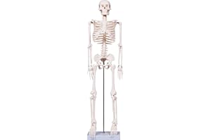 breesky Scientifc Human Skeleton Model for Anatomy, 33.4’’ Skeleton Model with Metal Stand, Removable Arms&Legs for Student to Study Human Skeleton Anatomy System, Halloween Decor, Manual Included