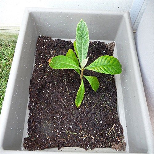 5Pcs Loquat Seed,Buyanputra Wild Frut Tree Planting Seeds Garden Yard Outdoor Tree to Plant