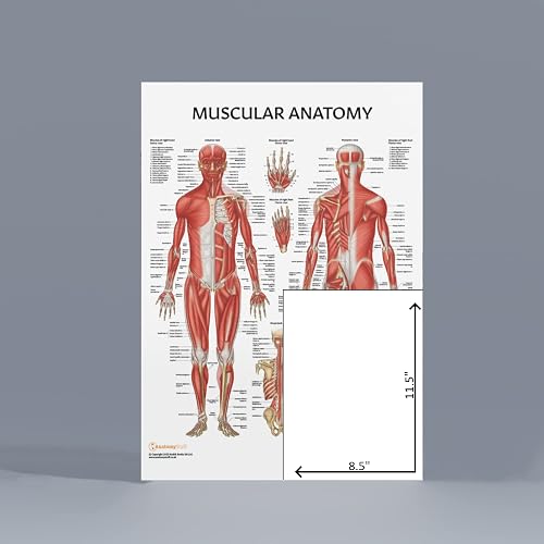 Anatomy Lab Muscular + Skeletal + Spinal Nerves Laminated Poster Set