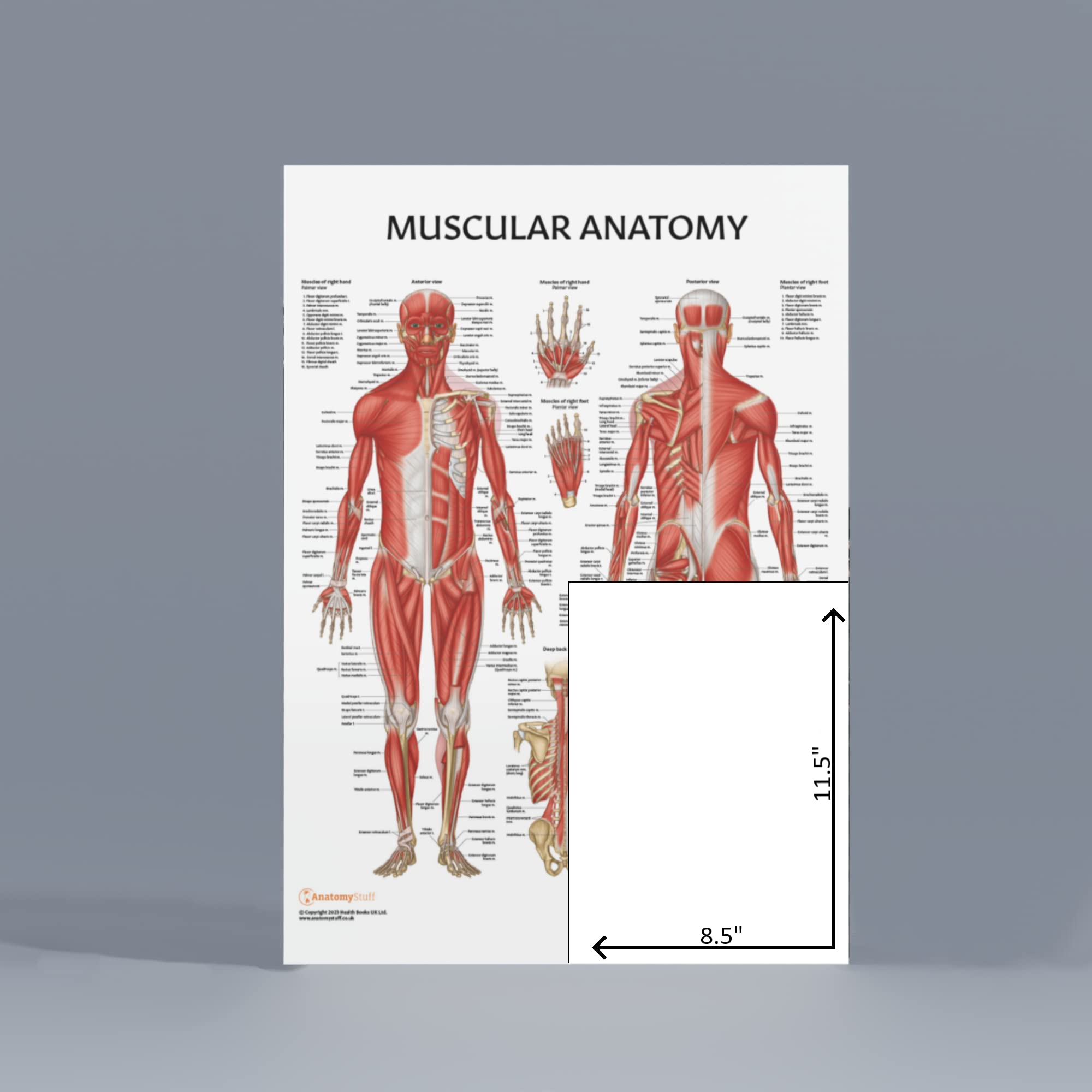 Anatomy Lab Canine & Feline Veterinary Poster Set - 4 Pack Laminated Dog & Cat Anatomy Charts
