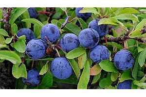 30 Graines de Prunellier 'Prunus Spinosa' Blackthorn Seeds : Package Contains Seeds