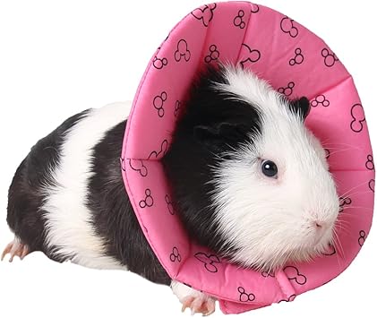 guinea pig collar