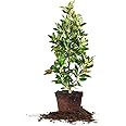 PERFECT PLANTS 2-3 FT Little Gem Magnolia Tree, White