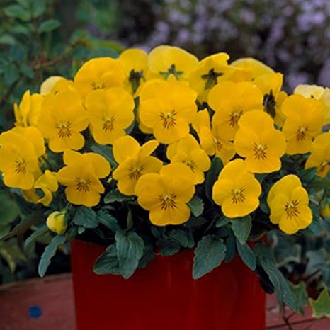 Amazon ビオラ フローラルパワー イエローサンライズ ポット苗 10個セット パンジー ビオラ すみれ 苗 寄せ植え 花