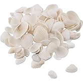 Small Sea Shells, 180g White Scallops Shell 2-3CM Seashells Large Natural from Sea Beach Seashells for Crafting, Beach Theme 