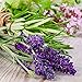 Crabtree & Evelyn Body Lotion, Verbena and Lavender de Provence, 8.5 Fl Oz