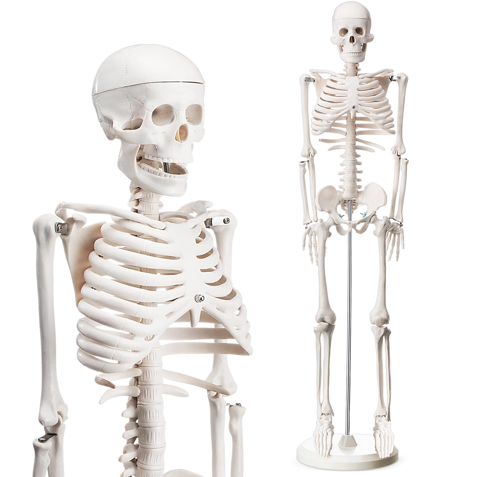 Photo 1 of **MISSING RIGHT LEG**Briwooody Human Skeleton Model for Anatomy 33.4'' Model Half Size Human Skeleton with Base Movable Arms and Legs for Students and Teachers