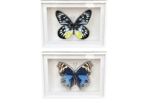 CXUEMH 2 Pcs Framed Butterfly Real Butterfly Specimens Taxidermy Butterfly in Frame Insect Collection Home & Office Desktop Decor Craft Gift for Men Women (Color J)