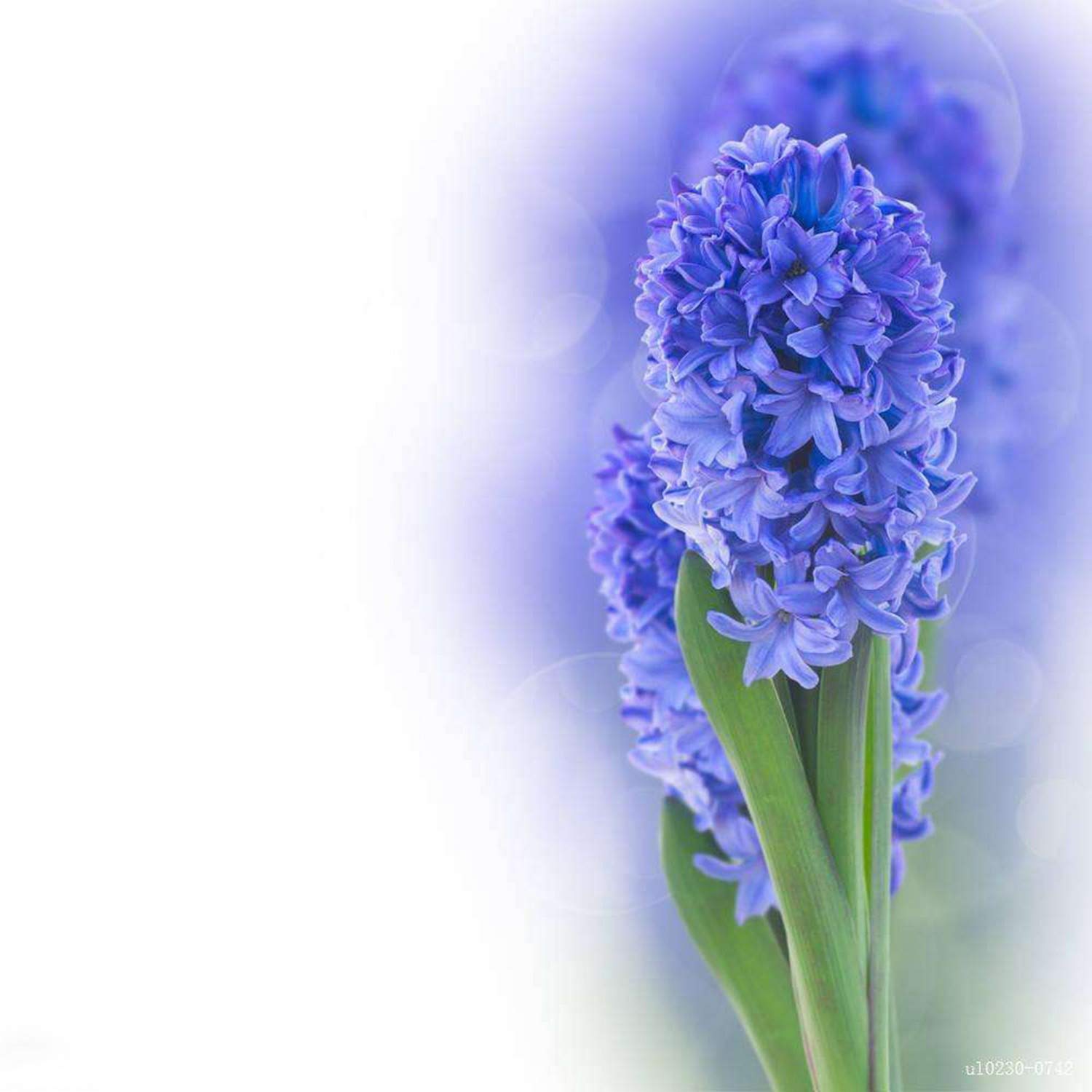 Zouvo 10/20/50/100 Particle Hyacinthus Orientalis Seeds Bonsai Flower Seeds (50)