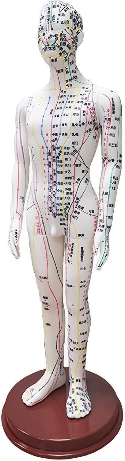 Mua RYAKOIM Human Body Model, Acupuncture Model, Acupuncture Model ...