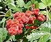 Gro-Low Fragrant Sumac - Rhus - Fragrant - Red Berries - 4" pot