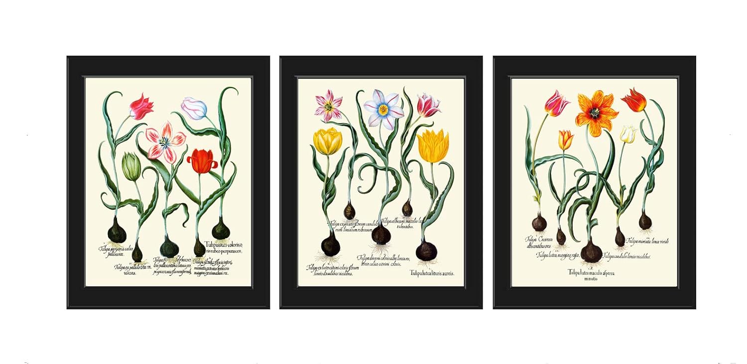 Amazon.com: Tulip Print Set of 3 Art Prints Antique Beautiful Botanical