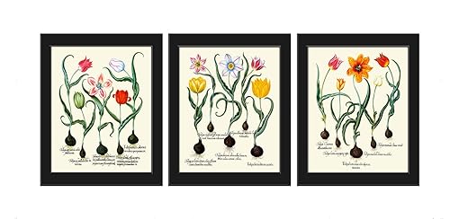 Amazon.com: Tulip Print Set of 3 Art Prints Antique Beautiful Botanical